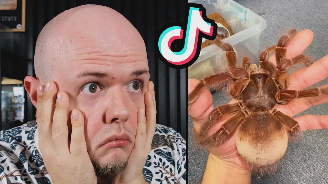 Reagindo aos vídeos mais bizarros de aranhas do TikTok – Parte 1