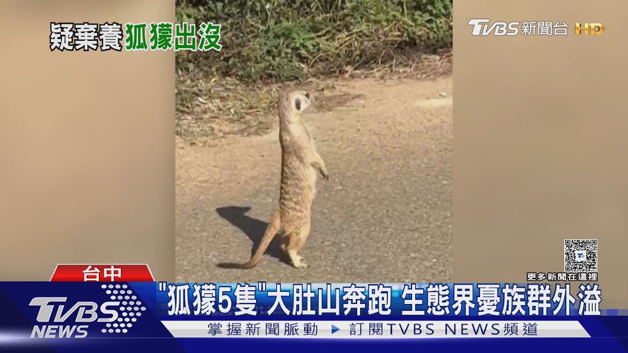 「狐獴5隻」大肚山奔跑 生態界憂族群外溢｜TVBS新聞 @TVBSNEWS01