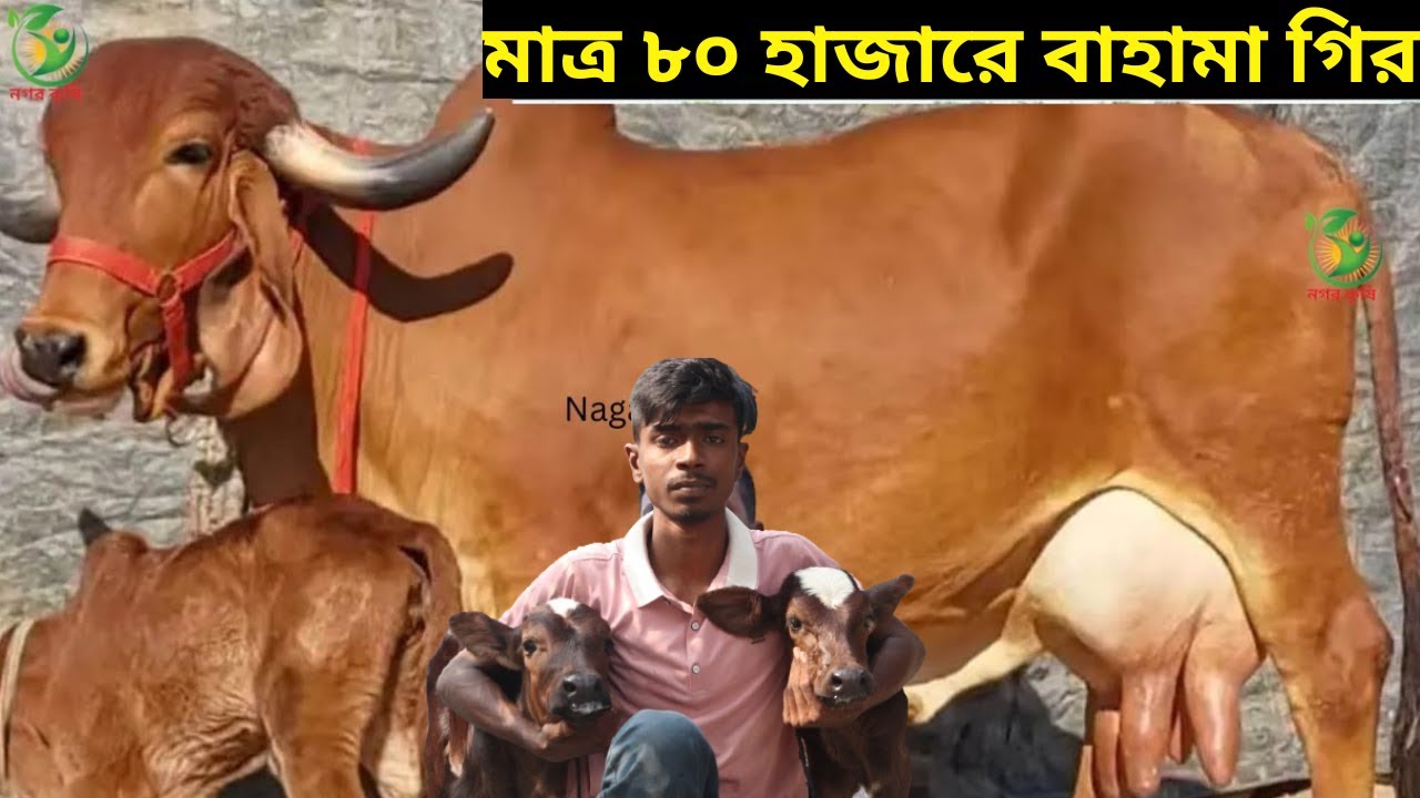 মাত্র ৮০ হাজারে বাহামা গির ! সুমন ভাইয়ের ইন্ডিয়ান বর্ডারক্রস বাহামা গির জার্সি ও শাহীওয়াল গাভী