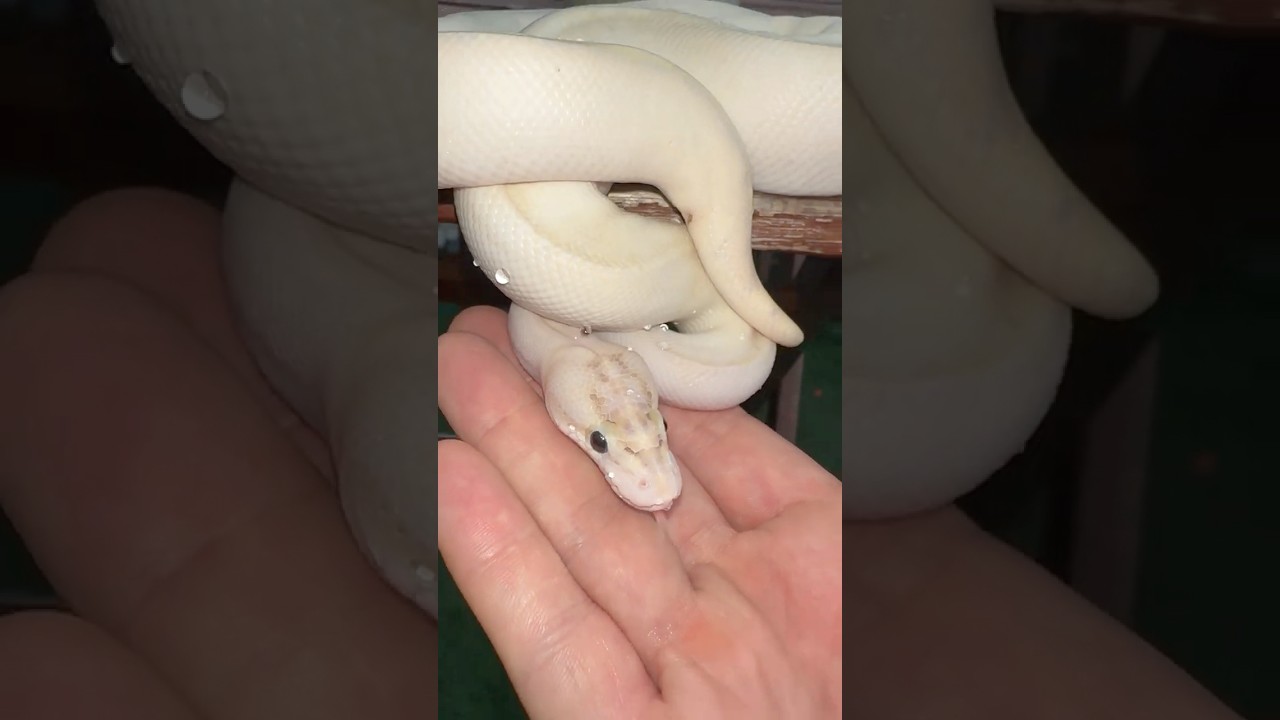 زیر بغل مار کجاشه ؟ #مار #خزنده #snake #ballpython