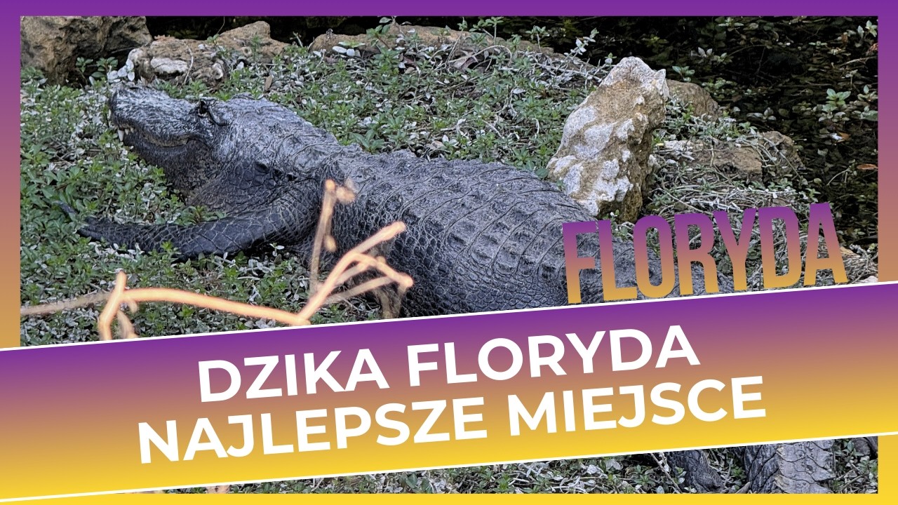 Everglades? Odkrywamy Big Cypress National Preserve - mniej ludzi, więcej dzikiej Florydy bez opłat