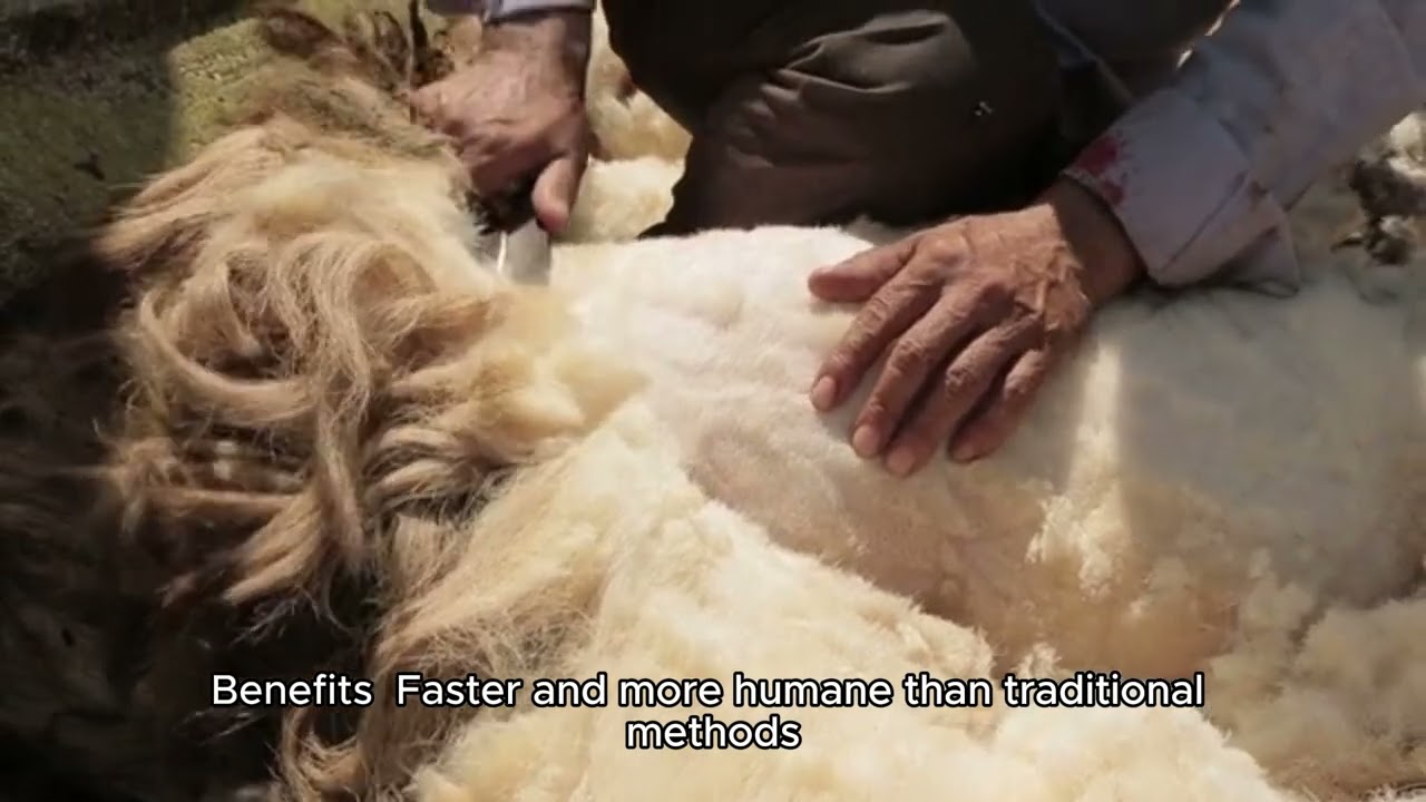 Modern Automatic Sheep Farming Technology