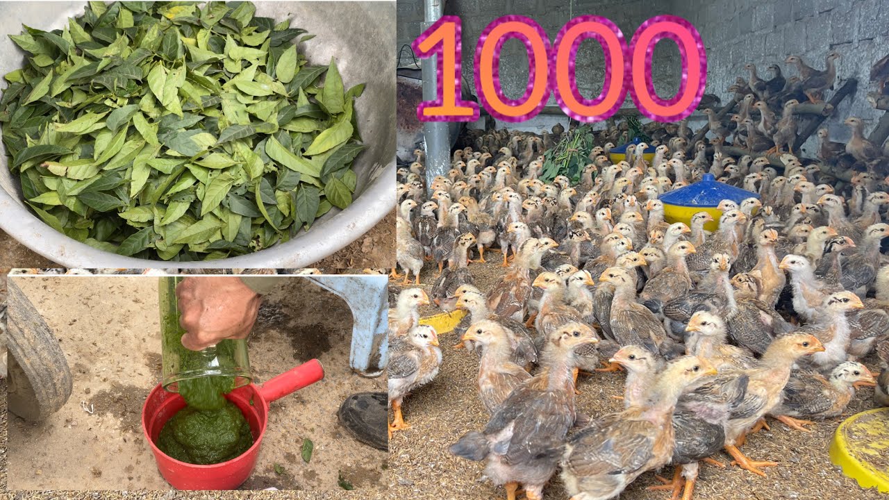 Как вырастить 1000 цыплят в курятнике 5х3 метра - птицеферма