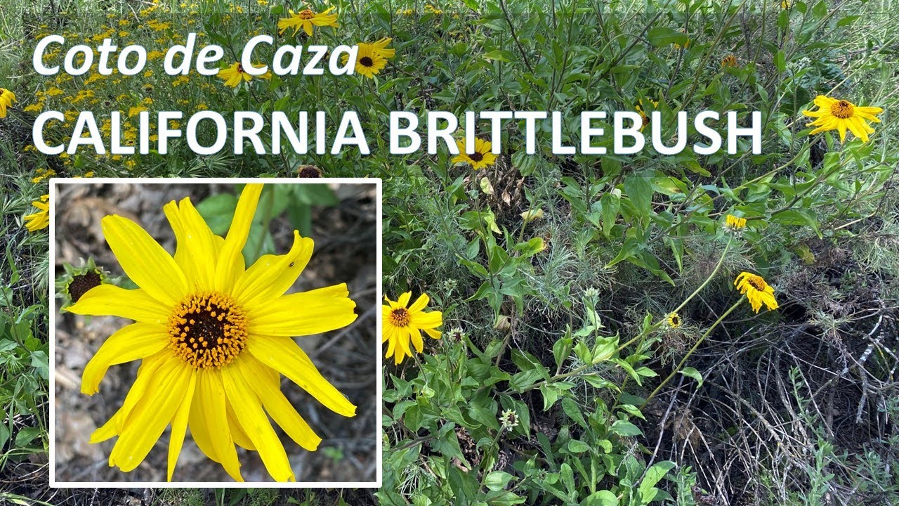 CALIFORNIA BRITTLEBUSH Encelia californica, in Coto de Caza, Orange County (Coast Sunflower)