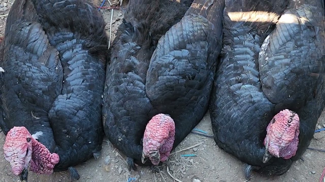اجواء السوق نزاهة بسوق خميس سيدي حجاج دجاج بلدي طاووس بط بيبي فلالس بيض حمام حجل إزو بمناسبة حدوزة