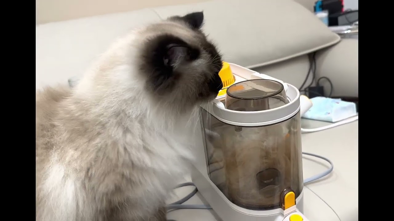 PalFur IN01 in Real Reaction 03|Do Cats Have Sound Sensity/Anxiety?
