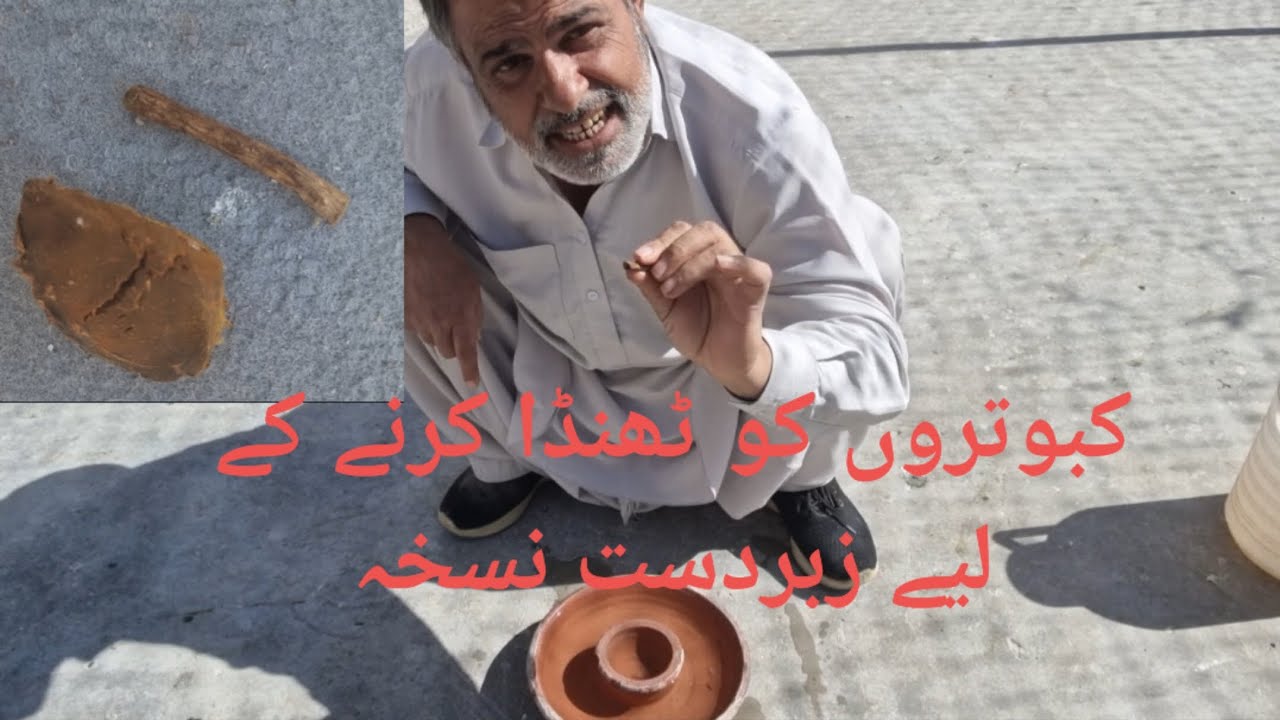 Kabutaron ko thanda karne ke liye jabardast nuksa #pigeon #kabootar #birds #quetta 🕊🕊🕊🕊
