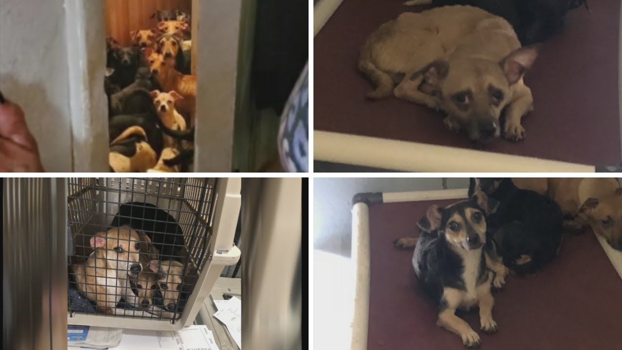 Casa Grande officer describes filthy conditions nearly 100 dogs were found in