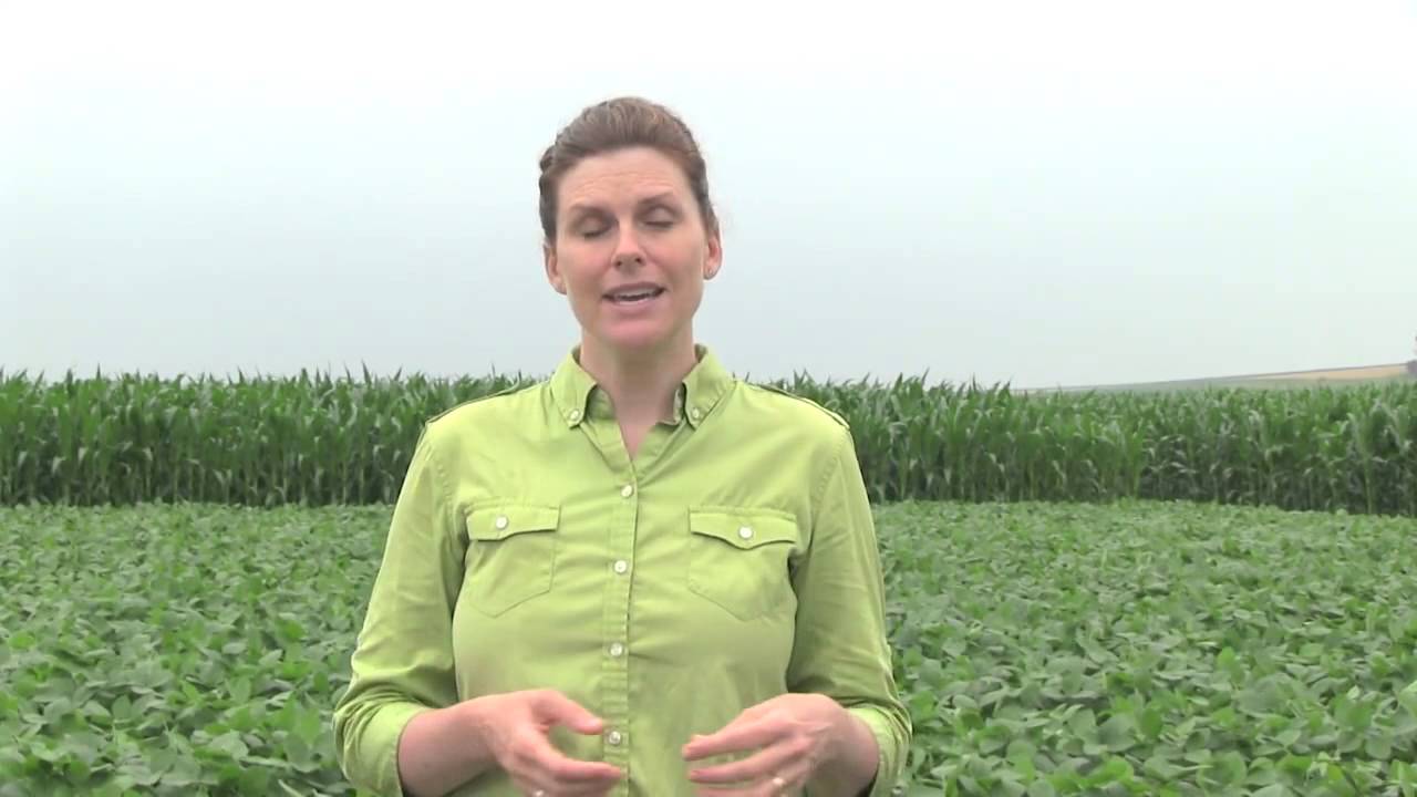 Scouting Soybean Aphids