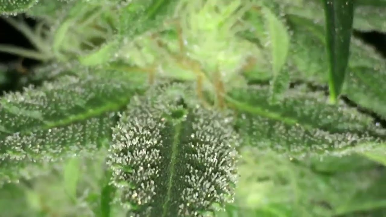 How to grow weed like a PRO #growyourown #chronic #weed #canabis #jelousy