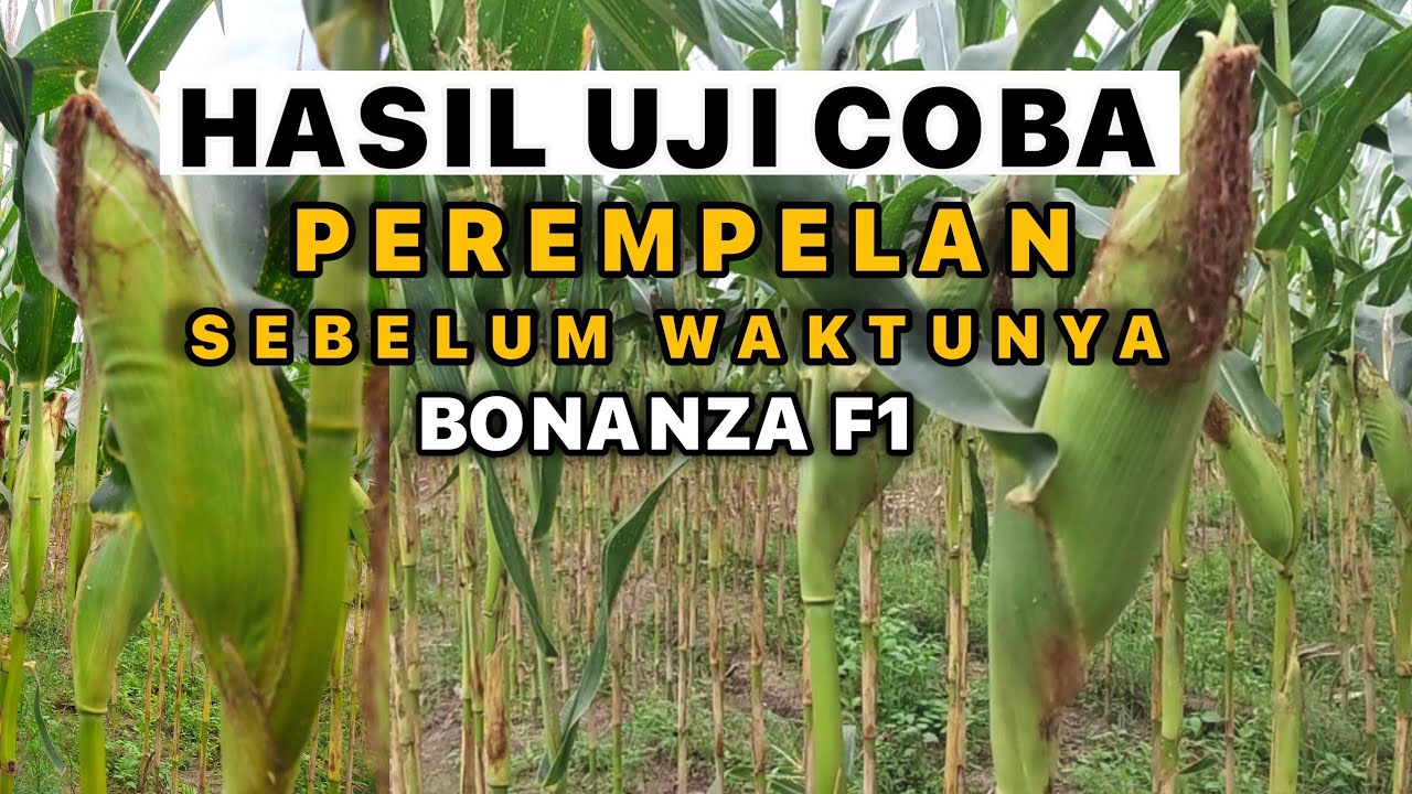 BAGAI MANA HASIL PEREMPELAN DAUN JAGUNG DI BAWAH 60HST??