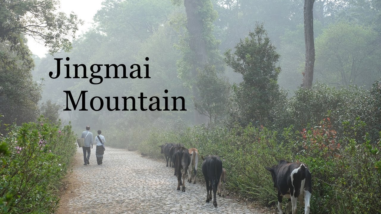 Introduction to Jingmai Mountain