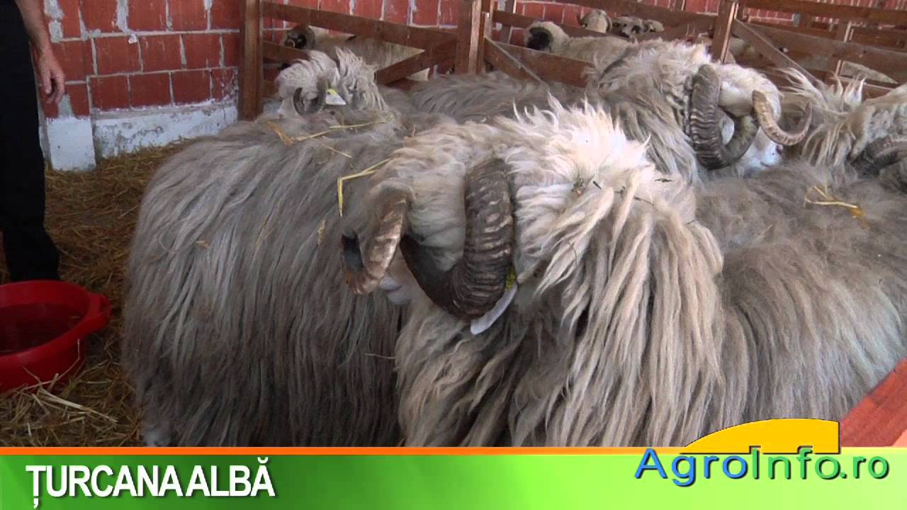 Turcana alba