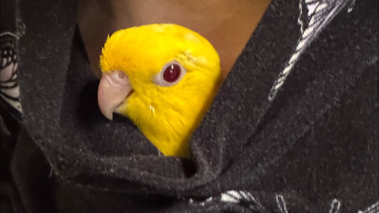 Linnie Or Budgie? | #birds #lineolatedparakeet #budgies #parakeet 