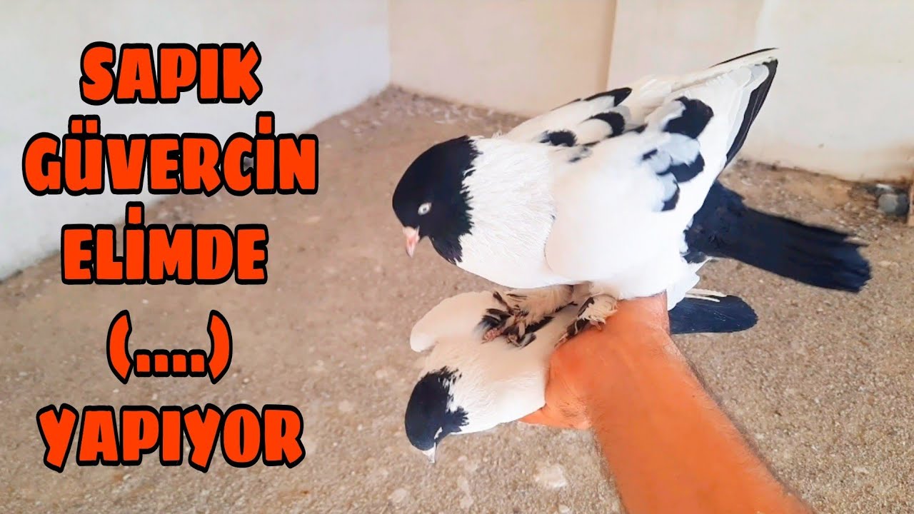 SAPIK GÜVERCİN ELİMDE KUŞ GÖRMESİN HEMEN (.........)🤭