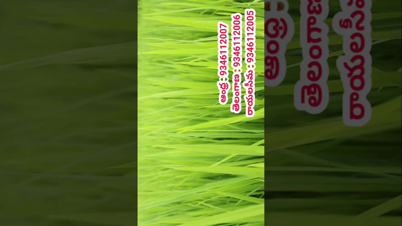 #vari #varisagu #varipanta #paddy #shorts #viral #tips #trending #agriculture #farming #cultivation