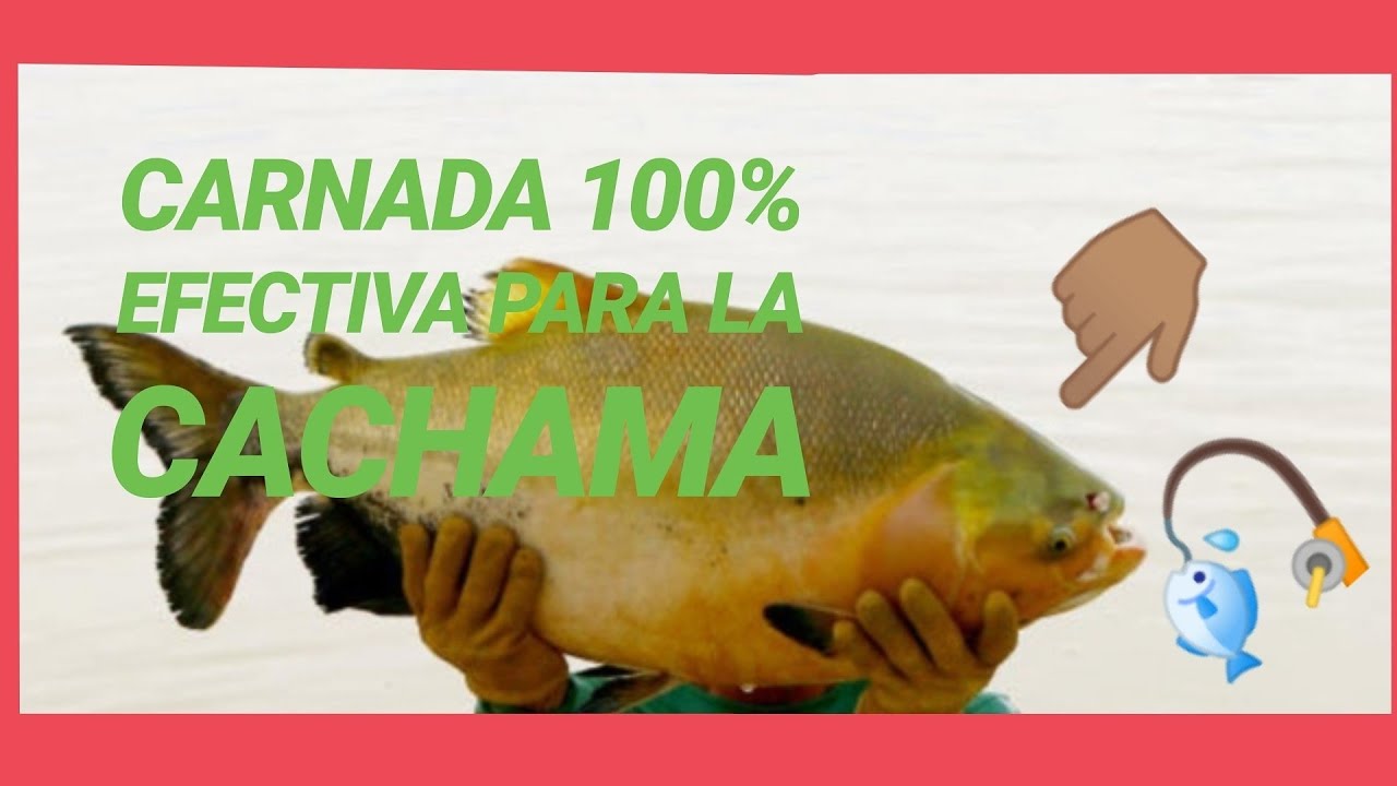 CARNADA para pescar CACHAMA en LAGO 100% EFECTIVA
