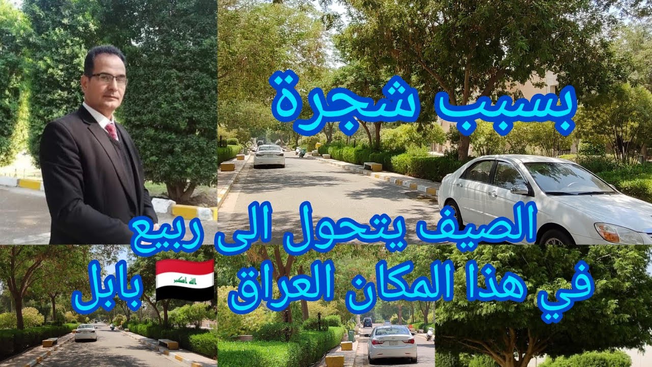 الالبيزيا Albizia شجرة معمرة حولت الصيف الى ربيع و ستغير شكل الشوراع في العراق وباقي الدول العربية