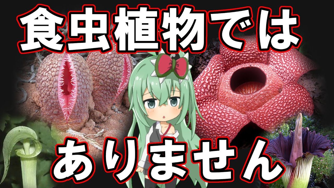 よく食虫植物と間違えられるグロテスクな植物 5選【食虫植物TV】