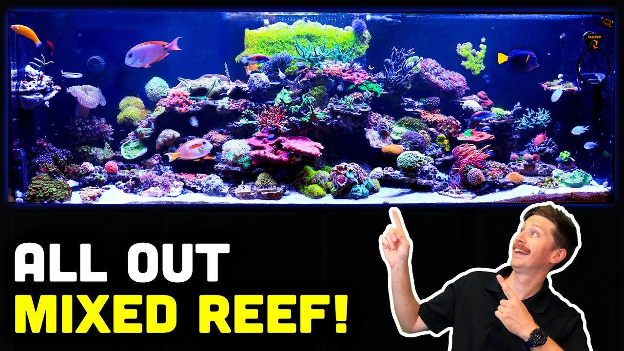 380 Gallon TRULY Mixed Reef Tank Tour! Only ONE YEAR Old!