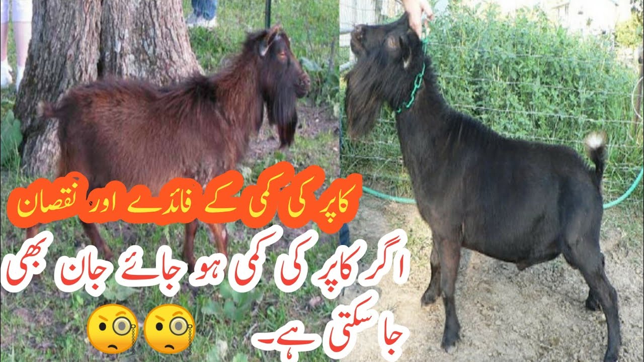 copper ki kami | Bakriyon Mein coper Ki Kami Nuqsanat or Ilajکاپر کی کمی بکریوں میں نقصانات اور علاج