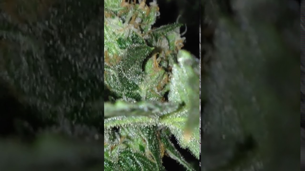 Strawberry Amnesia (Dinafem): cultivo con LEDS