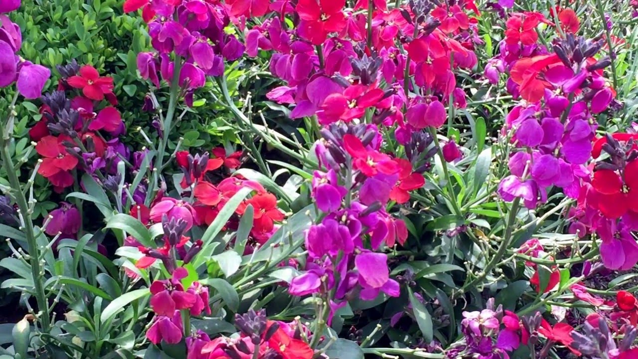 British Spring Blossoms - Spring Wallflowers Blooming In Garden #wallflowers #erysimum #gardening