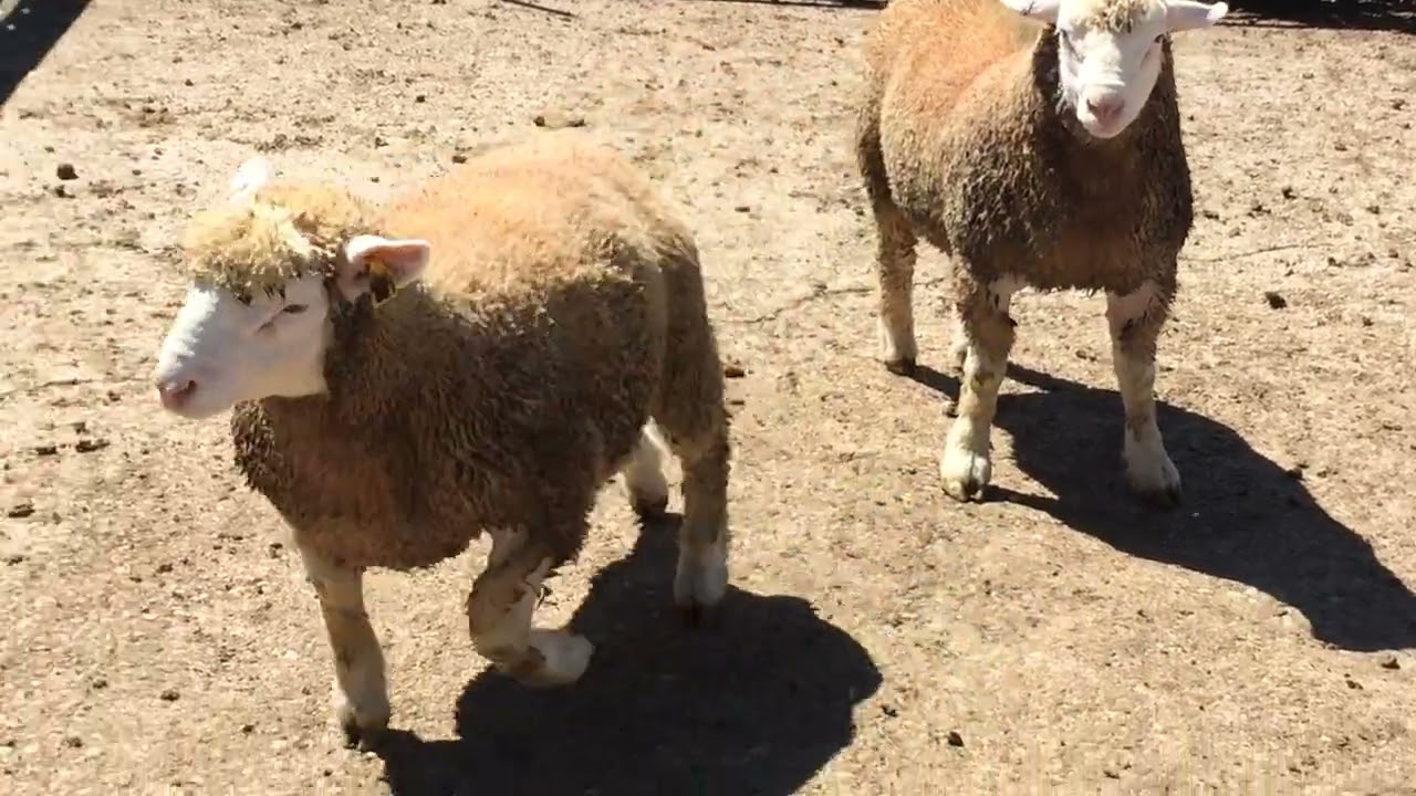 Ile-De-France ram lambs.