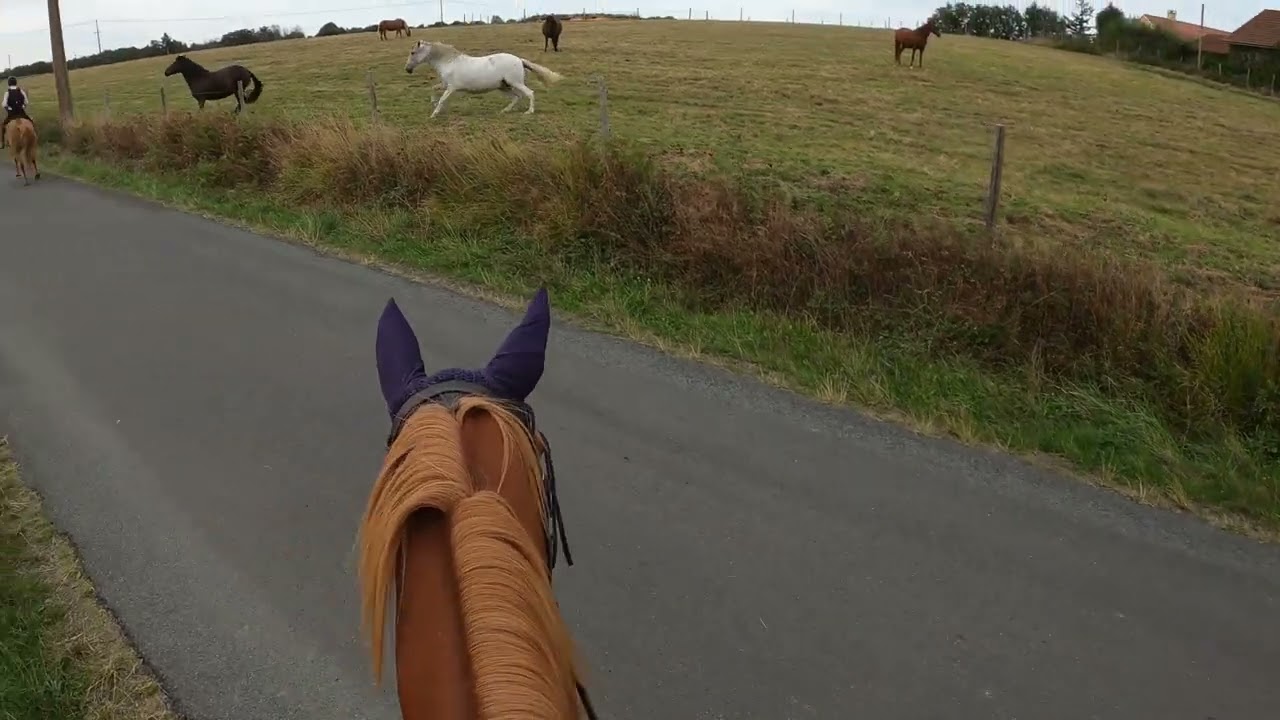 Crazy horses!