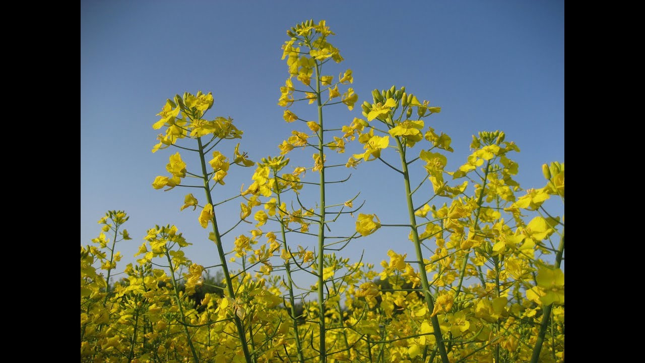Chiltern Coldpressed Rapeseed Oil: How it's made.
