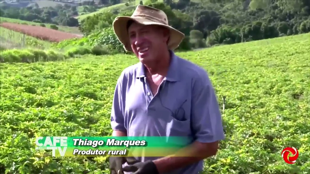 Minas Gerais é o maior produtor de batata baroa do país