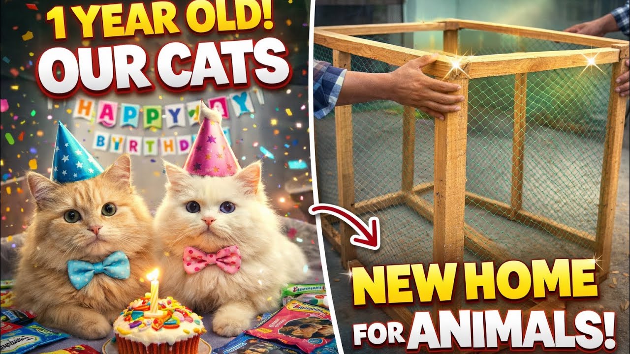Aaj Simmi & simbu ka birthday celebrate kiya aur aik new cage Banaya .👀. @simmi.simba_00 #youtube 