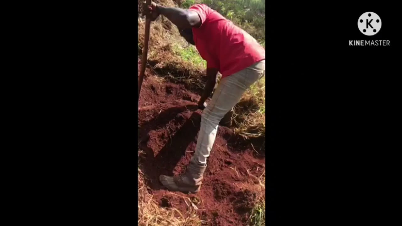 How to dig yam hill in jamaica 101