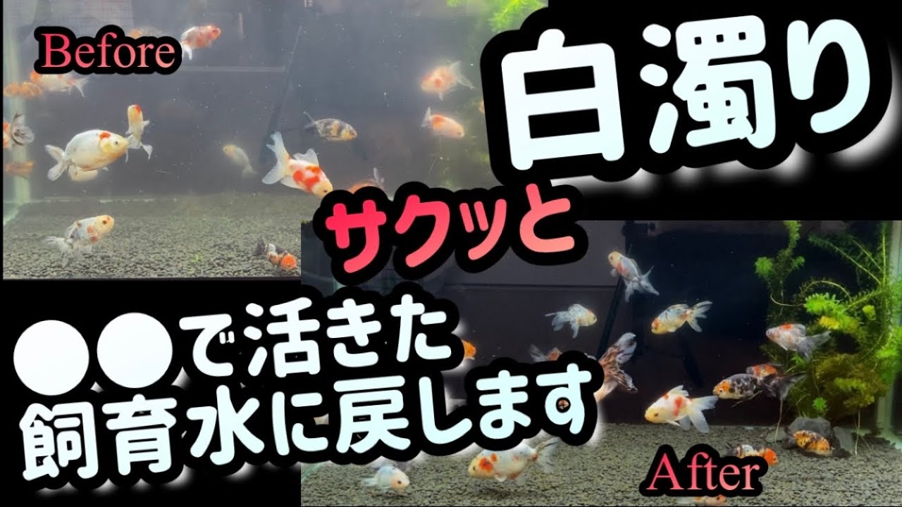 【白濁り水槽】透明度高く適した飼育水に誰でも出来る