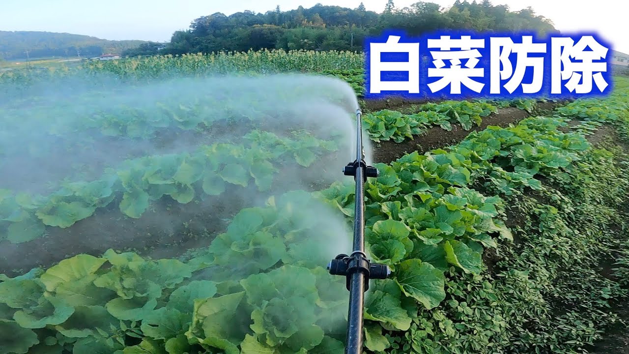 白菜ととうもろこしの防除2023.9.16#1366