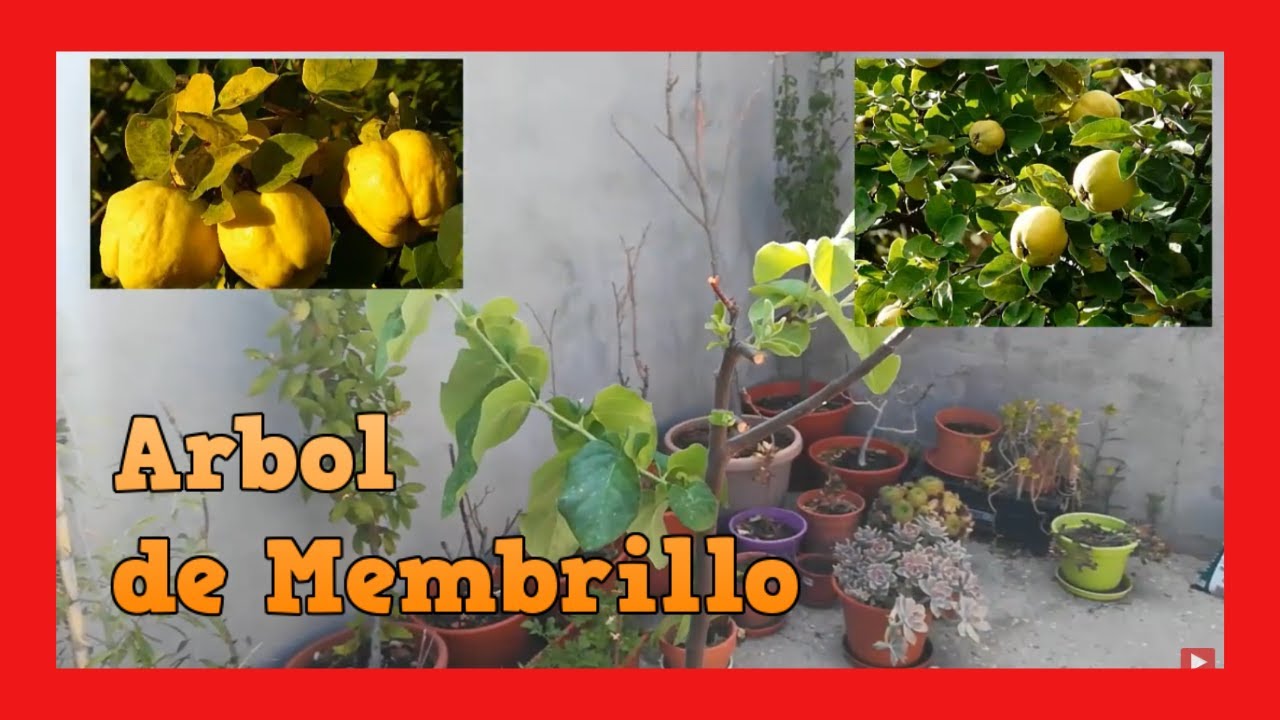 TRASPLANTE DE MEMBRILLO