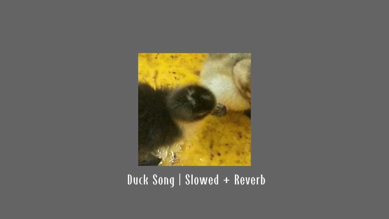 Duck Song | Slowed + Reverb