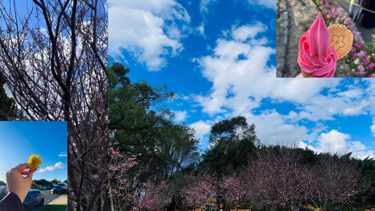Cherry Blossom 🌸 