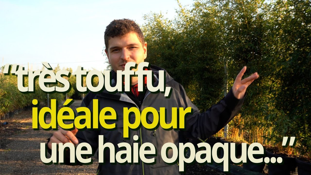 Bambou Phyllostachys Aureosulcata Aureocaulis - Des cannes dorées pour un éclat vif dans le jardin !