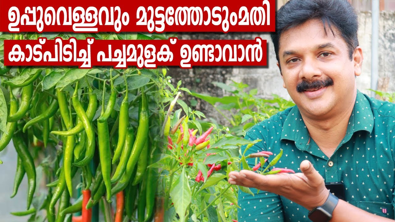 ഉപ്പുവെള്ളവും മുട്ടത്തോടും മതി പച്ചമുളക് കാടുപിടിച്ച കായ്ക്കാൻ | Chilly Farming Malayalam |