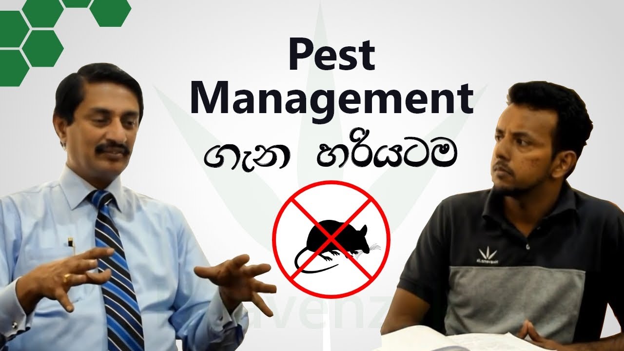 Pest Control | Termites Control | Sri Lanka | in Sinhala | Heavenz.lk