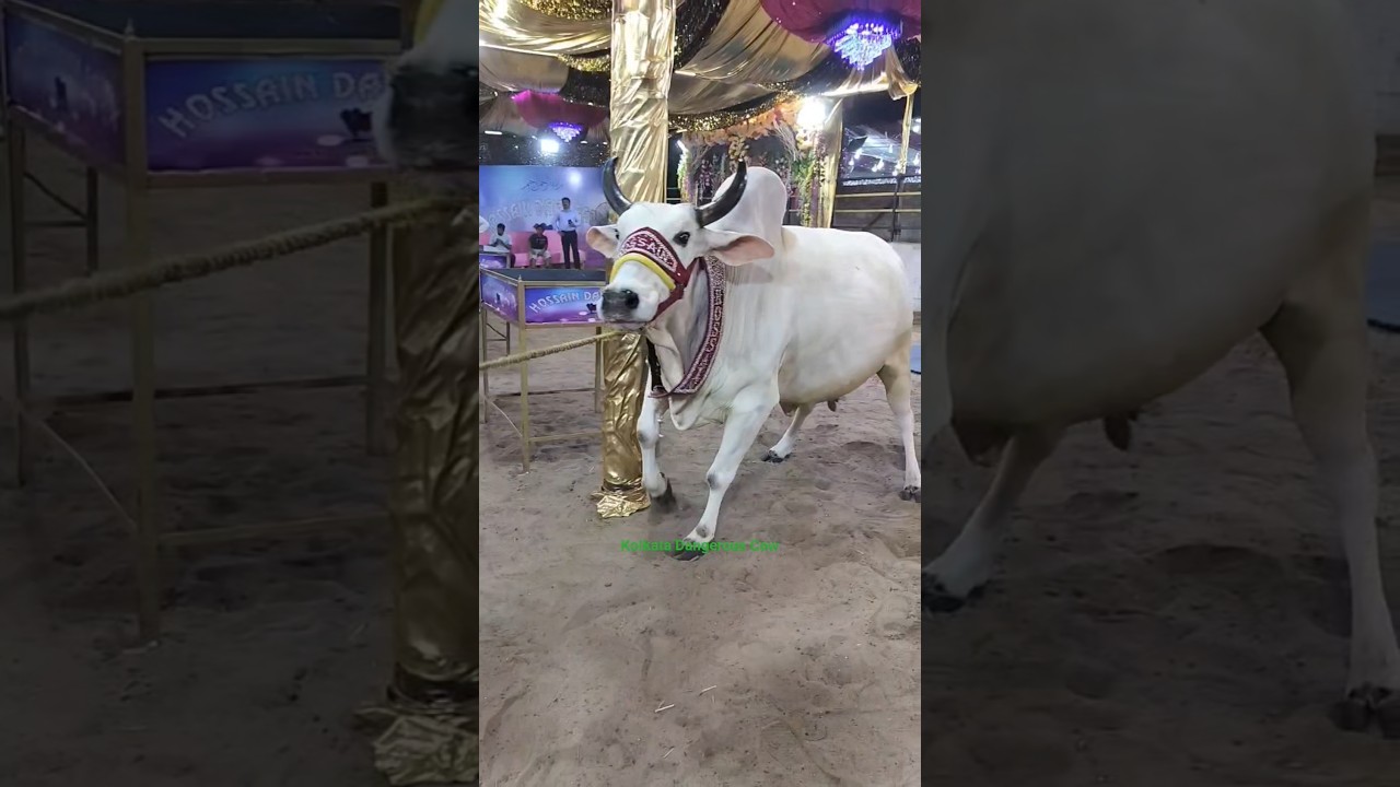 Opening Most Beautiful and Biggest Pakistani Cow of Hossain dairy farm for💕 2025#viral #trending