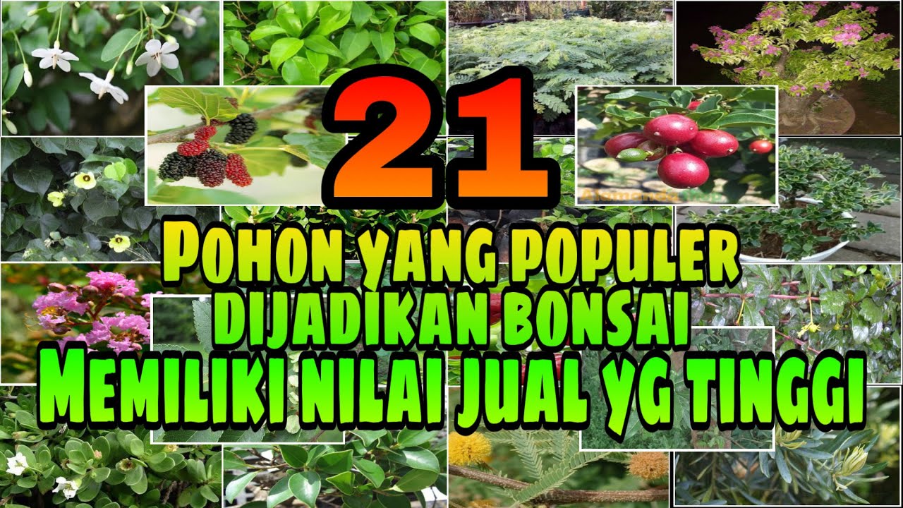 Pohon yang bagus dijadikan bonsai