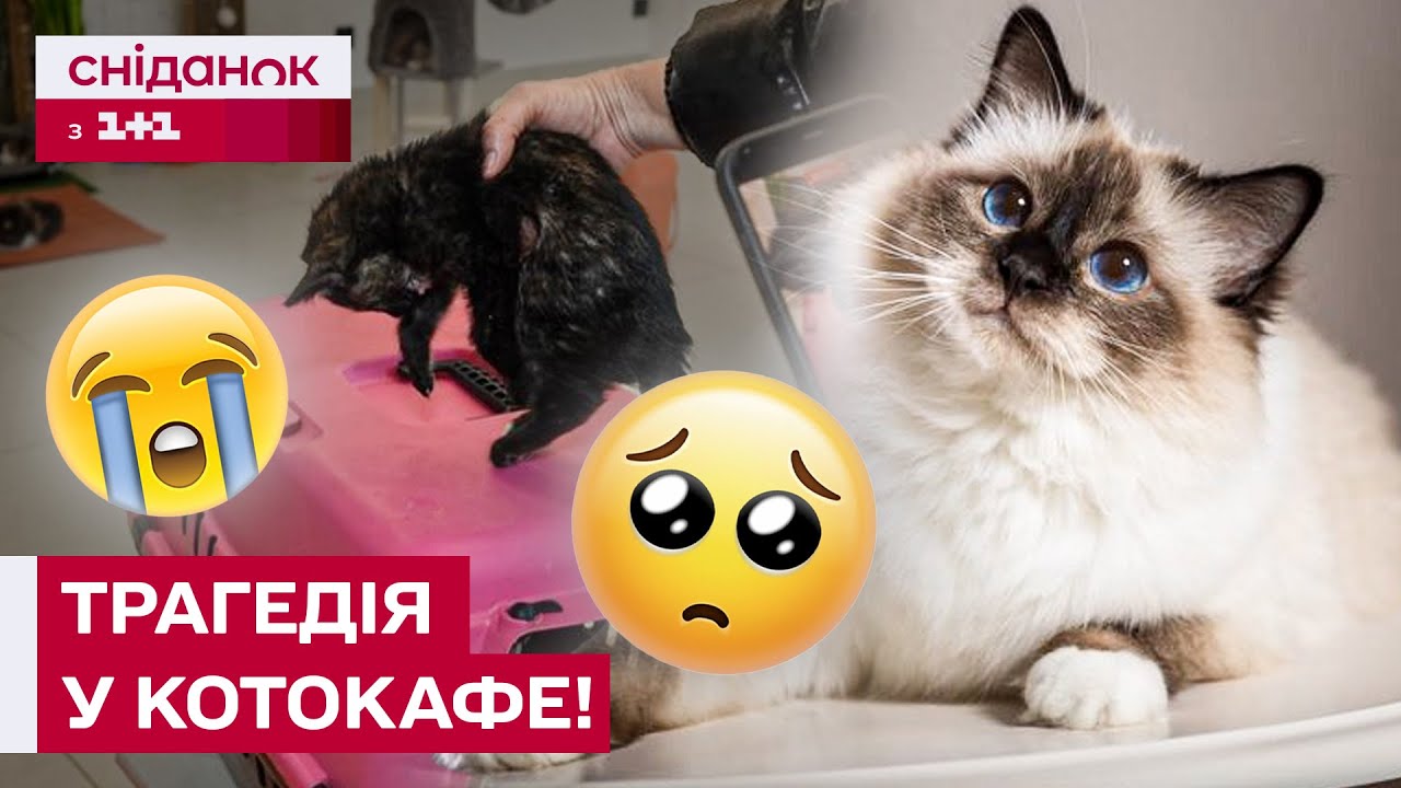 СКАНДАЛ В ОДЕСІ! У котокафе загинули котики! Зооволонтери втрутились! Як реагують власники?