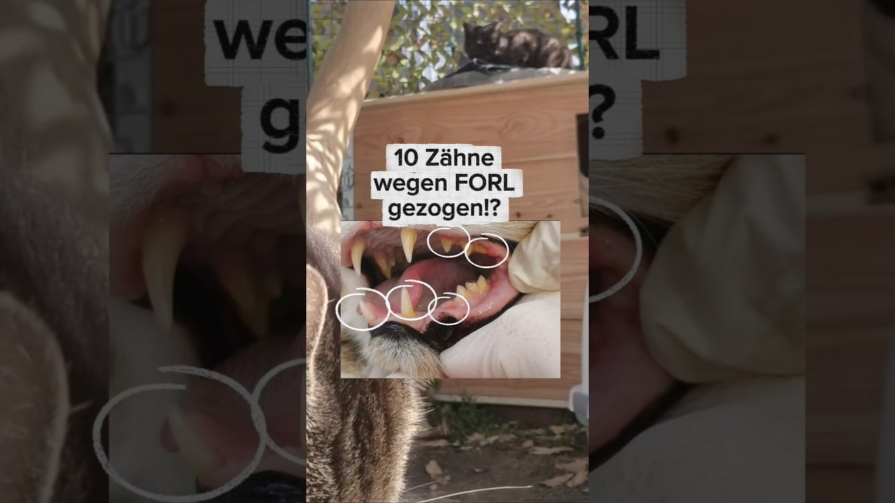 Beide Katzen haben FORL #FORL #katze #felineodontoklastischeresorptivel&auml;sionen