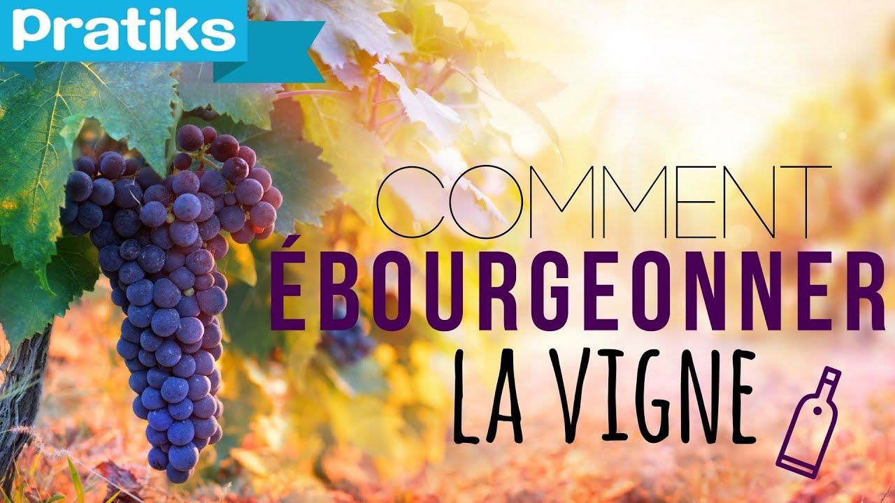 Comment &eacute;bourgeonner la vigne ?