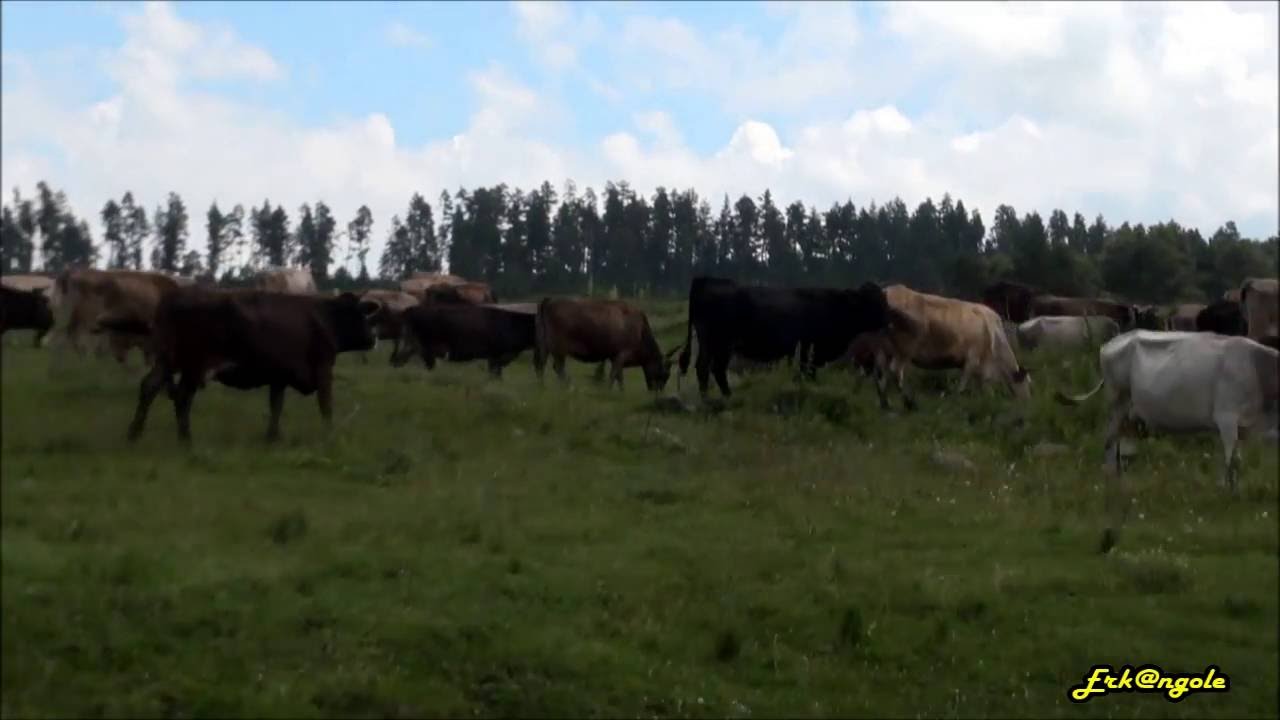 Serinçayır Yaylasına Ziyaret 2016