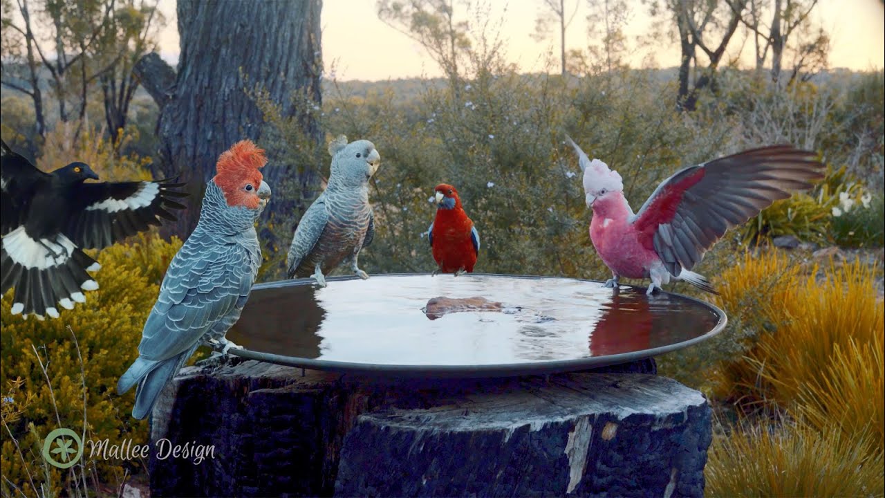 Gang-gang Cockatoos and more