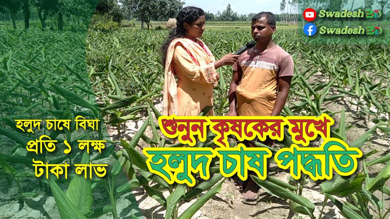 হলুদ চাষে বিঘা প্রতি ১ লক্ষ টাকা লাভ । শুনুন কৃষকের মুখে হলুদ চাষ পদ্ধতি ।। Swadesh BD ।।