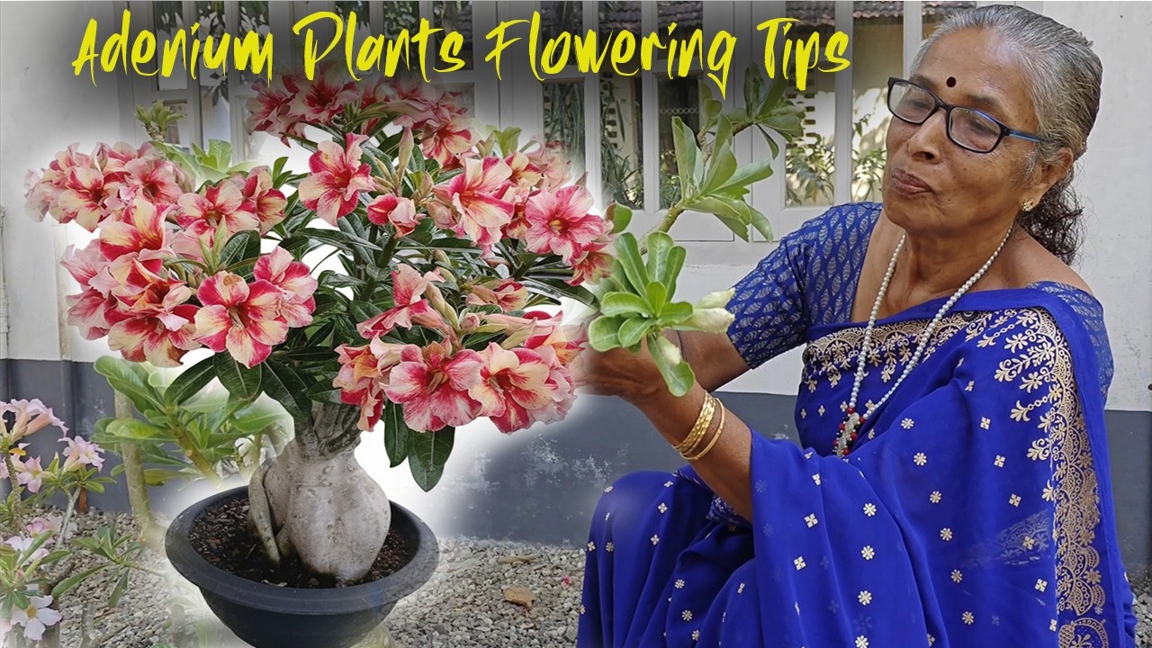 Adenium Plant flowering Tips || Adenium Tips & Tricks || Adenium Plant Care